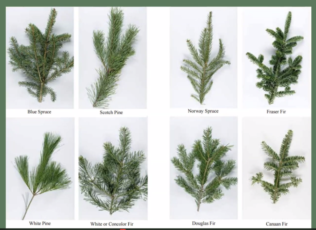 An image from Savannah Ballweg’s presentation depicting the different branches of common
Christmas tree species.